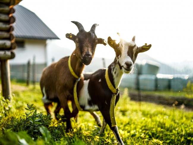 Unsere Zwergziegen freuen sich Sie kennen zu lernen